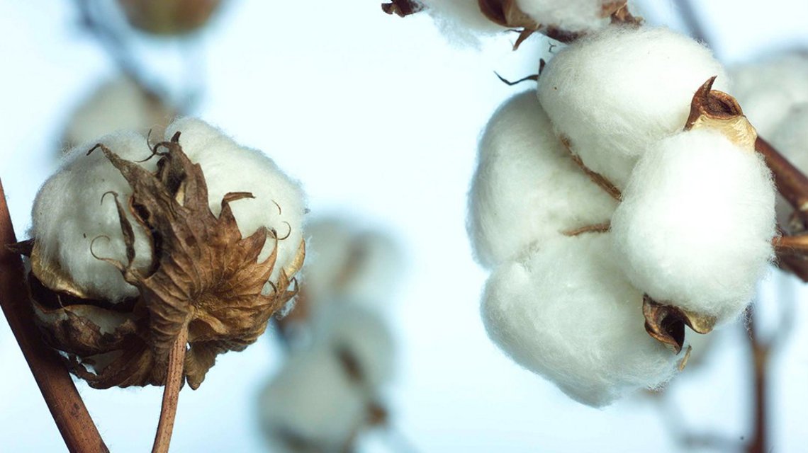 Two cotton flowers still on the bush