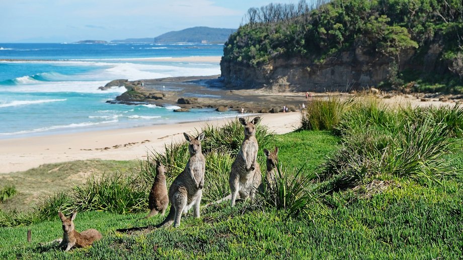 Kangaroos grazing on grass near a beach with ocean waves and rocky cliffs.