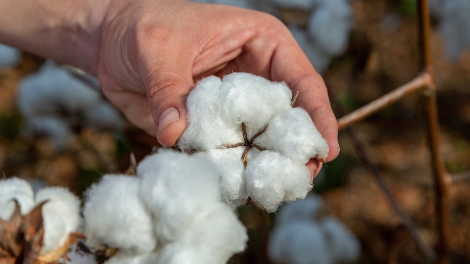 Hand holding a ripe, white cotton boll in a field – a natural fiber source for banknotes