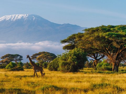 Masai giraffe in front of Mount Kilimanjaro in Amboseli National Park, Kenya