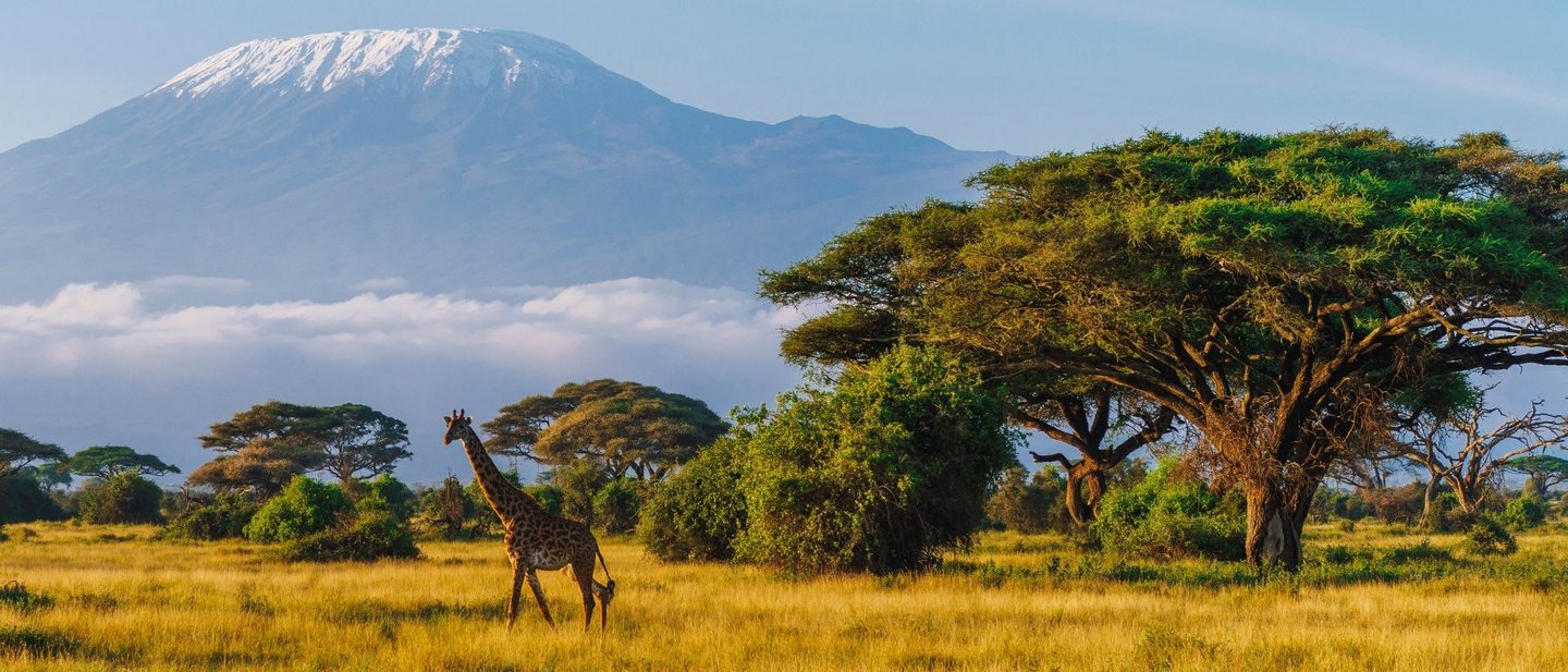 Masai giraffe in front of Mount Kilimanjaro in Amboseli National Park, Kenya