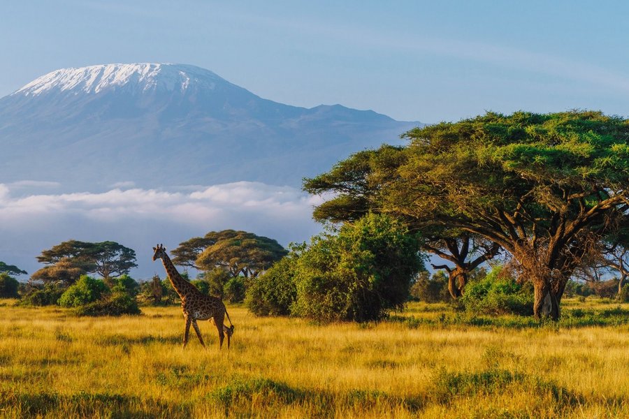 Masai giraffe in front of Mount Kilimanjaro in Amboseli National Park, Kenya