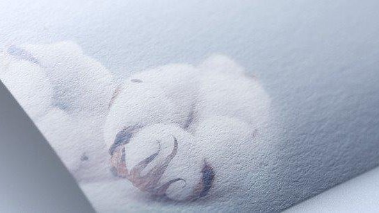 Cotton growing on plant